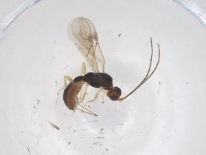  ( - CBG-A70423-C09)  @11 [ ] CreativeCommons - Attribution Share - Alike (2025) Centre for Biodiversity Genomics Centre for Biodiversity Genomics