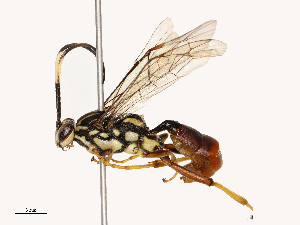  ( - CBG-A72921-A06)  @11 [ ] CreativeCommons - Attribution Share - Alike (2025) CBG Photography Group Centre for Biodiversity Genomics