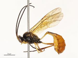  ( - CBG-A72921-B09)  @11 [ ] CreativeCommons - Attribution Share - Alike (2025) CBG Photography Group Centre for Biodiversity Genomics