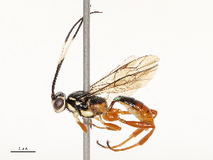  ( - CBG-A72921-C07)  @11 [ ] CreativeCommons - Attribution Share - Alike (2025) CBG Photography Group Centre for Biodiversity Genomics