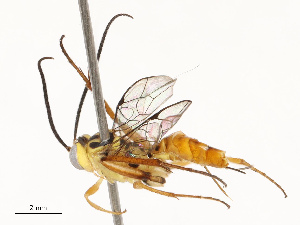  (Hyposoter Janzen19 - CBG-A72921-E02)  @11 [ ] CreativeCommons - Attribution Share - Alike (2025) CBG Photography Group Centre for Biodiversity Genomics