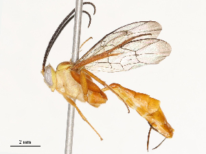  ( - CBG-A72922-A05)  @11 [ ] CreativeCommons - Attribution Share - Alike (2025) CBG Photography Group Centre for Biodiversity Genomics