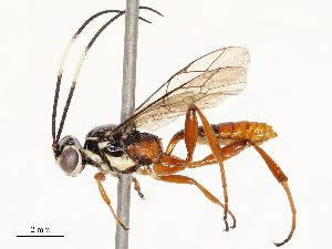  ( - CBG-A72922-B11)  @11 [ ] CreativeCommons - Attribution Share - Alike (2025) CBG Photography Group Centre for Biodiversity Genomics