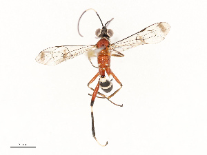  ( - CBG-A72934-E09)  @11 [ ] CreativeCommons - Attribution Share - Alike (2025) CBG Photography Group Centre for Biodiversity Genomics