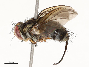 ( - CBG-A72934-G08)  @11 [ ] CreativeCommons - Attribution Share - Alike (2025) CBG Photography Group Centre for Biodiversity Genomics