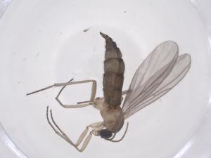  ( - CBG-B12392-B04)  @11 [ ] CreativeCommons - Attribution Share - Alike (2025) Centre for Biodiversity Genomics Centre for Biodiversity Genomics