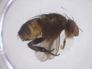  ( - CBG-B12392-F07)  @11 [ ] CreativeCommons - Attribution Share - Alike (2025) Centre for Biodiversity Genomics Centre for Biodiversity Genomics