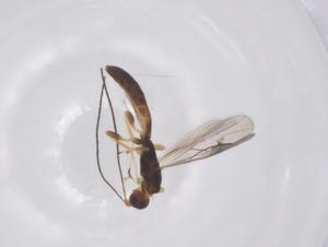  (Heterospilus Malaise9867 - CBG-B12399-D06)  @11 [ ] CreativeCommons - Attribution Share - Alike (2025) Centre for Biodiversity Genomics Centre for Biodiversity Genomics