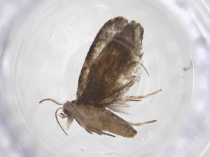  (tortMalaise8657 - CBG-B12411-H07)  @11 [ ] CreativeCommons - Attribution Share - Alike (2025) Centre for Biodiversity Genomics Centre for Biodiversity Genomics