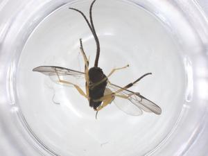  (Glyptapanteles Janzen1677 - CBG-B12422-C12)  @11 [ ] CreativeCommons - Attribution Share - Alike (2025) Centre for Biodiversity Genomics Centre for Biodiversity Genomics