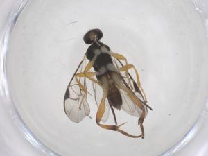  (Diolcogaster Choi80 - CBG-B12429-B08)  @11 [ ] CreativeCommons - Attribution Share - Alike (2025) Centre for Biodiversity Genomics Centre for Biodiversity Genomics