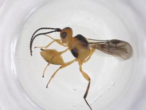  ( - CBG-B12430-A09)  @11 [ ] CreativeCommons - Attribution Share - Alike (2025) Centre for Biodiversity Genomics Centre for Biodiversity Genomics