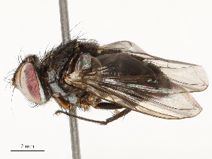  ( - CBG-B12442-B06)  @11 [ ] CreativeCommons - Attribution Share - Alike (2025) CBG Photography Group Centre for Biodiversity Genomics