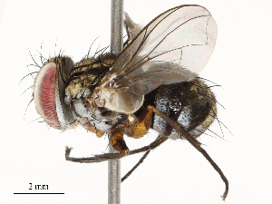  ( - CBG-B12442-B07)  @11 [ ] CreativeCommons - Attribution Share - Alike (2025) CBG Photography Group Centre for Biodiversity Genomics