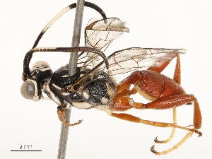  ( - CBG-B12444-D10)  @11 [ ] CreativeCommons - Attribution Share - Alike (2025) CBG Photography Group Centre for Biodiversity Genomics