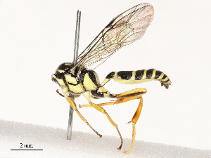  ( - CBG-B12447-A05)  @11 [ ] CreativeCommons - Attribution Share - Alike (2025) CBG Photography Group Centre for Biodiversity Genomics