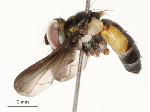  ( - CBG-B12447-F11)  @11 [ ] CreativeCommons - Attribution Share - Alike (2025) CBG Photography Group Centre for Biodiversity Genomics