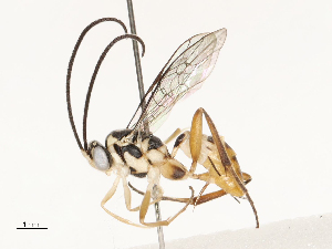  ( - CBG-B12449-G04)  @11 [ ] CreativeCommons - Attribution Share - Alike (2025) CBG Photography Group Centre for Biodiversity Genomics