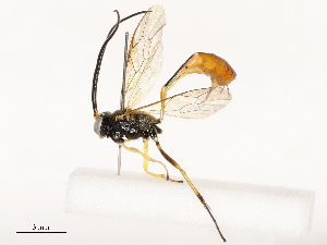 ( - CBG-B12452-E02)  @11 [ ] CreativeCommons - Attribution Share - Alike (2025) CBG Photography Group Centre for Biodiversity Genomics