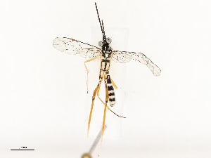  ( - CBG-B12452-E06)  @11 [ ] CreativeCommons - Attribution Share - Alike (2025) CBG Photography Group Centre for Biodiversity Genomics