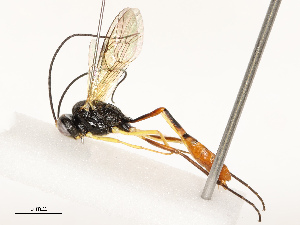  ( - CBG-B12452-E11)  @11 [ ] CreativeCommons - Attribution Share - Alike (2025) CBG Photography Group Centre for Biodiversity Genomics