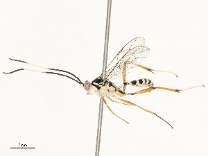  ( - CBG-B12453-D11)  @11 [ ] CreativeCommons - Attribution Share - Alike (2025) CBG Photography Group Centre for Biodiversity Genomics