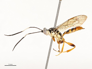  ( - CBG-B12660-C06)  @11 [ ] CreativeCommons - Attribution Share - Alike (2025) CBG Photography Group Centre for Biodiversity Genomics