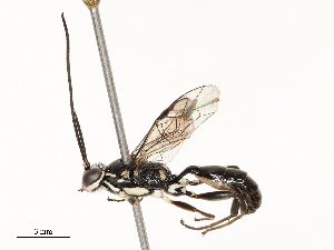  (ichneuMalaise01 malaise3001 - CBG-B12660-D04)  @11 [ ] CreativeCommons - Attribution Share - Alike (2025) CBG Photography Group Centre for Biodiversity Genomics