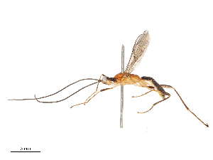  ( - CBG-B12660-G06)  @11 [ ] CreativeCommons - Attribution Share - Alike (2025) CBG Photography Group Centre for Biodiversity Genomics