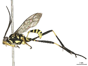  ( - CBG-B12661-C09)  @11 [ ] CreativeCommons - Attribution Share - Alike (2025) CBG Photography Group Centre for Biodiversity Genomics