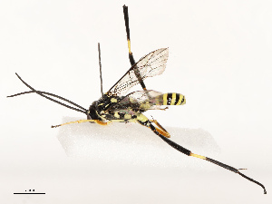  (ichJanzen01 Malaise1983 - CBG-B12661-E12)  @11 [ ] CreativeCommons - Attribution Share - Alike (2025) CBG Photography Group Centre for Biodiversity Genomics