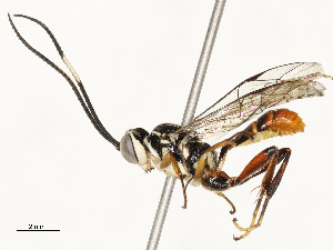  ( - CBG-B12671-A11)  @11 [ ] CreativeCommons - Attribution Share - Alike (2025) CBG Photography Group Centre for Biodiversity Genomics