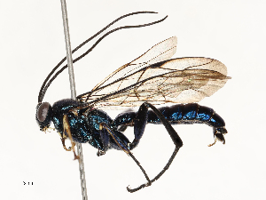  ( - CBG-B12671-B03)  @11 [ ] CreativeCommons - Attribution Share - Alike (2025) CBG Photography Group Centre for Biodiversity Genomics