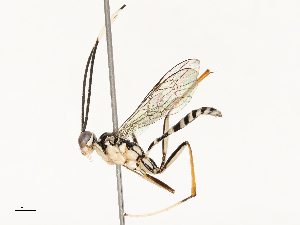  ( - CBG-B12671-F09)  @11 [ ] CreativeCommons - Attribution Share - Alike (2025) CBG Photography Group Centre for Biodiversity Genomics
