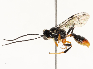  ( - CBG-B12671-H04)  @11 [ ] CreativeCommons - Attribution Share - Alike (2025) CBG Photography Group Centre for Biodiversity Genomics