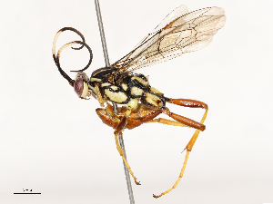  ( - CBG-B12674-B01)  @11 [ ] CreativeCommons - Attribution Share - Alike (2025) CBG Photography Group Centre for Biodiversity Genomics