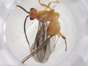  ( - CBG-B12683-A09)  @11 [ ] CreativeCommons - Attribution Share - Alike (2025) Centre for Biodiversity Genomics Centre for Biodiversity Genomics