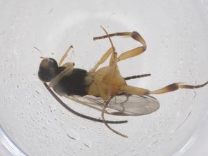  (Hypomicrogaster Janzen38 - CBG-B12723-E11)  @11 [ ] CreativeCommons - Attribution Share - Alike (2025) Centre for Biodiversity Genomics Centre for Biodiversity Genomics
