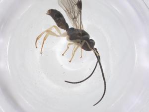  ( - CBG-B12725-F09)  @11 [ ] CreativeCommons - Attribution Share - Alike (2025) Centre for Biodiversity Genomics Centre for Biodiversity Genomics