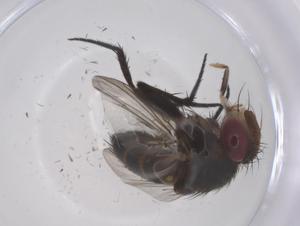  ( - CBG-B12755-D03)  @11 [ ] CreativeCommons - Attribution Share - Alike (2025) Centre for Biodiversity Genomics Centre for Biodiversity Genomics