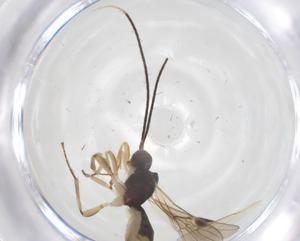  ( - CBG-B12756-G05)  @11 [ ] CreativeCommons - Attribution Share - Alike (2025) Centre for Biodiversity Genomics Centre for Biodiversity Genomics