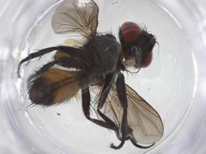  ( - CBG-B13173-G12)  @11 [ ] CreativeCommons - Attribution Share - Alike (2025) Centre for Biodiversity Genomics Centre for Biodiversity Genomics