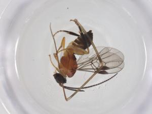  ( - CBG-B13179-D03)  @11 [ ] CreativeCommons - Attribution Share - Alike (2025) Centre for Biodiversity Genomics Centre for Biodiversity Genomics