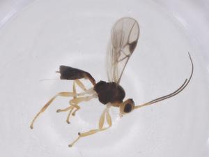  (Litostolus Malaise8353 - CBG-B13181-C11)  @11 [ ] CreativeCommons - Attribution Share - Alike (2025) Centre for Biodiversity Genomics Centre for Biodiversity Genomics