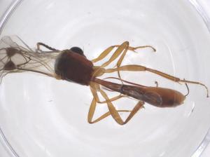  ( - CBG-B13181-H11)  @11 [ ] CreativeCommons - Attribution Share - Alike (2025) Centre for Biodiversity Genomics Centre for Biodiversity Genomics