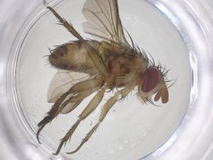  ( - CBG-B13182-H02)  @11 [ ] CreativeCommons - Attribution Share - Alike (2025) Centre for Biodiversity Genomics Centre for Biodiversity Genomics