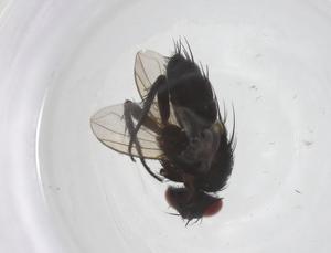  ( - CBG-B13183-A06)  @11 [ ] CreativeCommons - Attribution Share - Alike (2025) Centre for Biodiversity Genomics Centre for Biodiversity Genomics