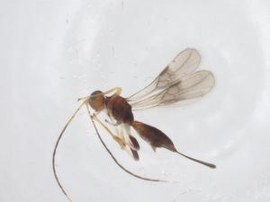  (Ecphylus Malaise0646 - CBG-B13201-D04)  @11 [ ] CreativeCommons - Attribution Share - Alike (2025) Centre for Biodiversity Genomics Centre for Biodiversity Genomics