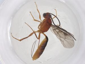  ( - CBG-B13221-A03)  @11 [ ] CreativeCommons - Attribution Share - Alike (2025) Centre for Biodiversity Genomics Centre for Biodiversity Genomics