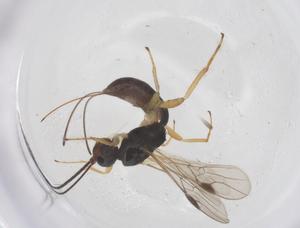  ( - CBG-B13224-B11)  @11 [ ] CreativeCommons - Attribution Share - Alike (2025) Centre for Biodiversity Genomics Centre for Biodiversity Genomics